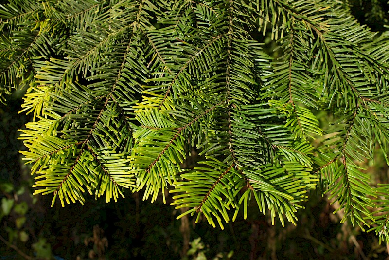 Abies alba - © Barry Stewart