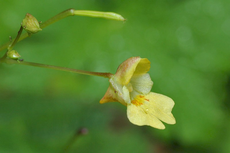 Impatiens parviflora - © Barry Stewart