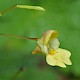 Impatiens parviflora