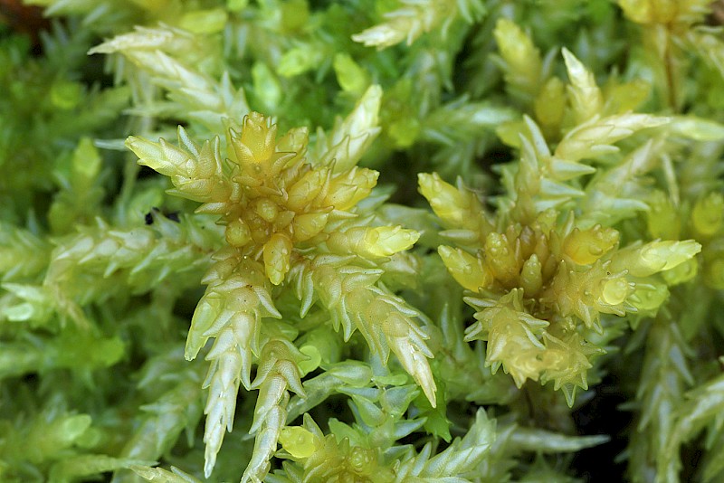 Sphagnum palustre - © Barry Stewart