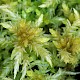 Sphagnum palustre