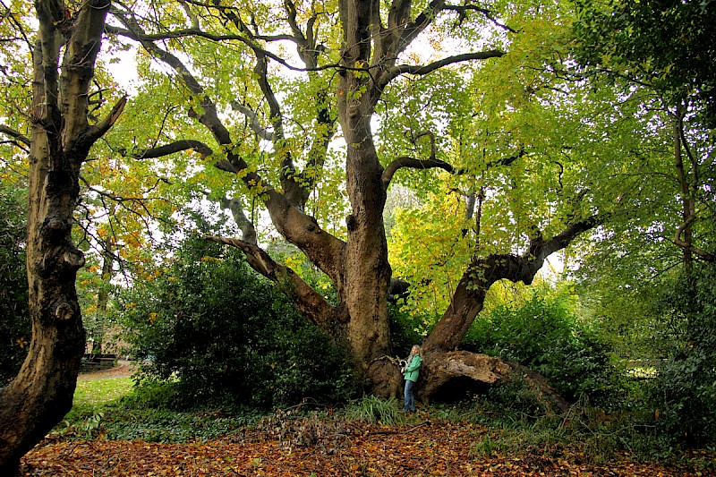 Liriodendron tulipifera - © Barry Stewart