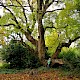 Liriodendron tulipifera