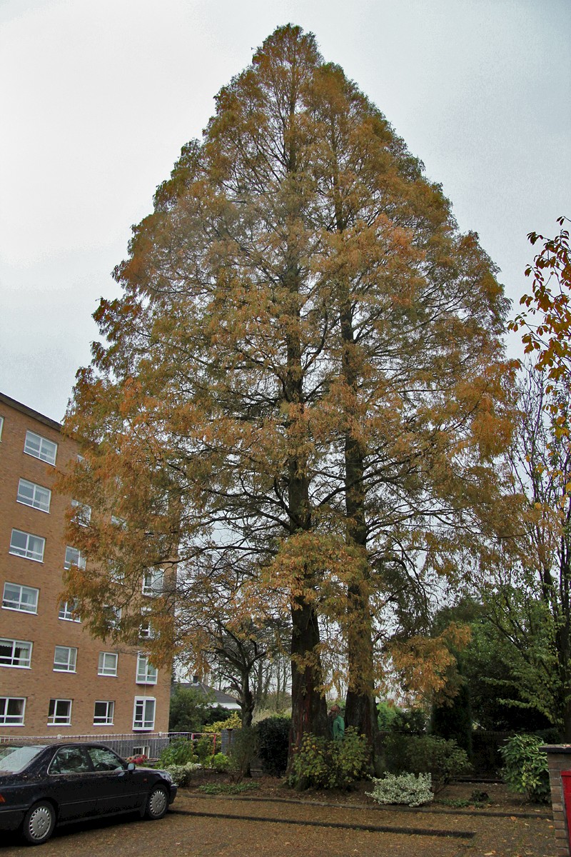 Metasequoia glyptostroboides - © Barry Stewart