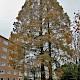 Metasequoia glyptostroboides