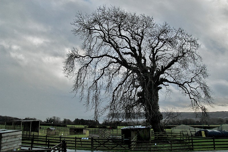 Fraxinus excelsior - © Barry Stewart