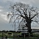 Fraxinus excelsior