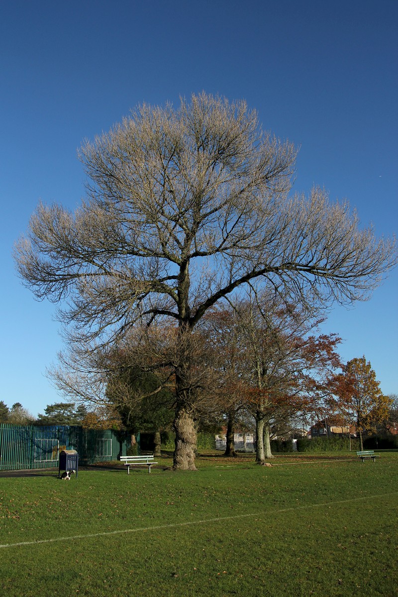 Populus nigra subsp. betulifolia - © Barry Stewart