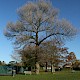 Populus nigra subsp. betulifolia