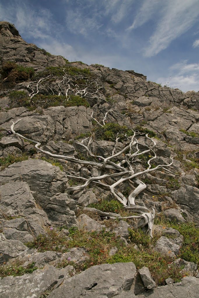 Juniperus communis - © Barry Stewart