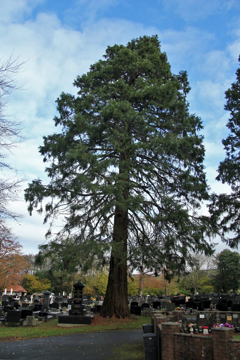 Sequoiadendron giganteum - © Barry Stewart