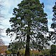 Sequoiadendron giganteum