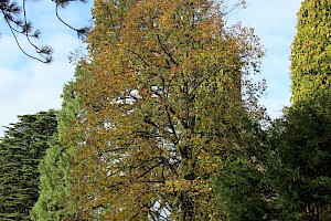 Malvaceae (Tiliaceae)