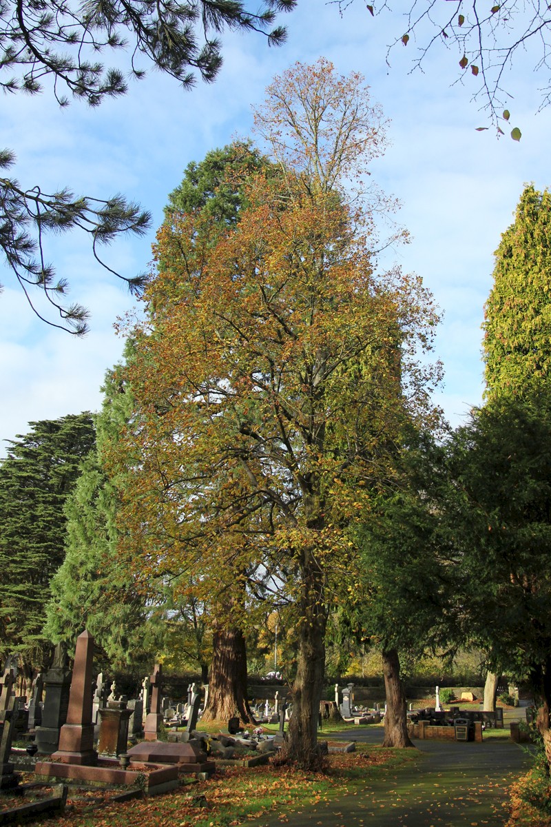 Tilia x europaea - © Barry Stewart