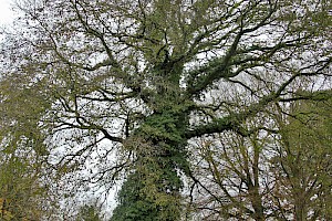 Ulmus x hollandica Dutch Elm (U. glabra x minor x plotii)