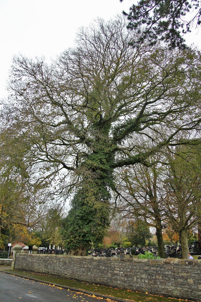 Ulmus x hollandica - © Barry Stewart