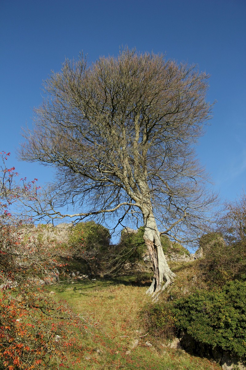 Fagus sylvatica - © Barry Stewart