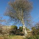 Fagus sylvatica