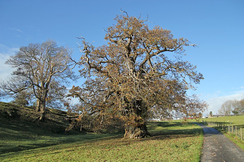 Castanea sativa - © Barry Stewart