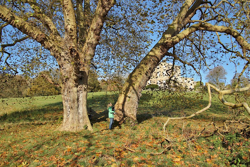 Platanus x hispanica - © Barry Stewart