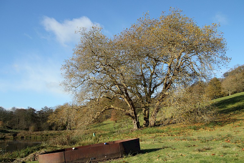 Platanus x hispanica - © Barry Stewart