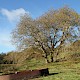 Platanus x hispanica