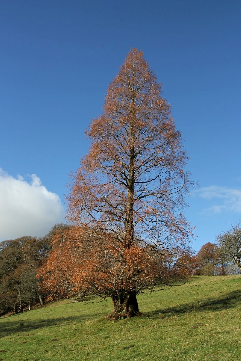 Metasequoia glyptostroboides - © Barry Stewart