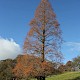 Metasequoia glyptostroboides