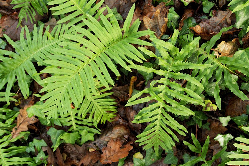 Polypodium cambricum - © Barry Stewart