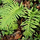 Polypodium cambricum