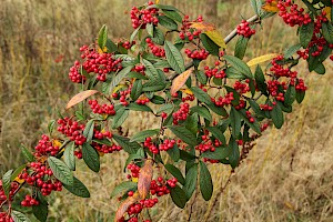 Cotoneaster x watereri Waterer's Cotoneaster