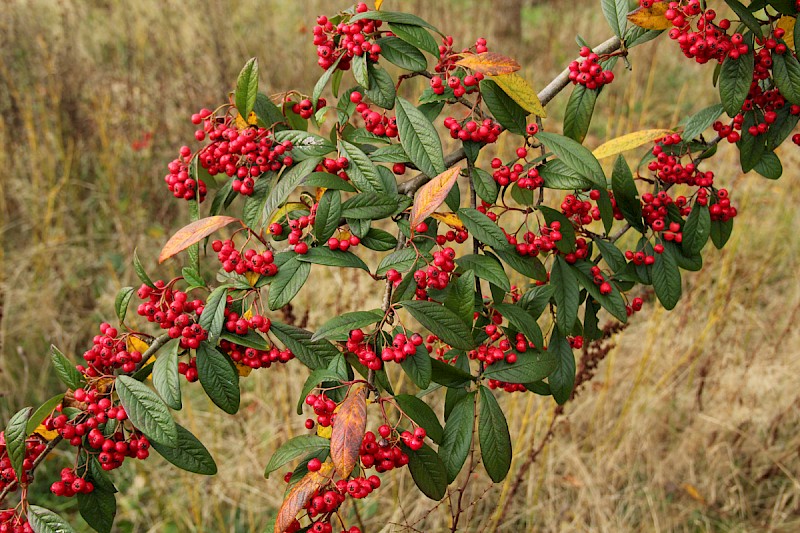 Cotoneaster x watereri - © Barry Stewart