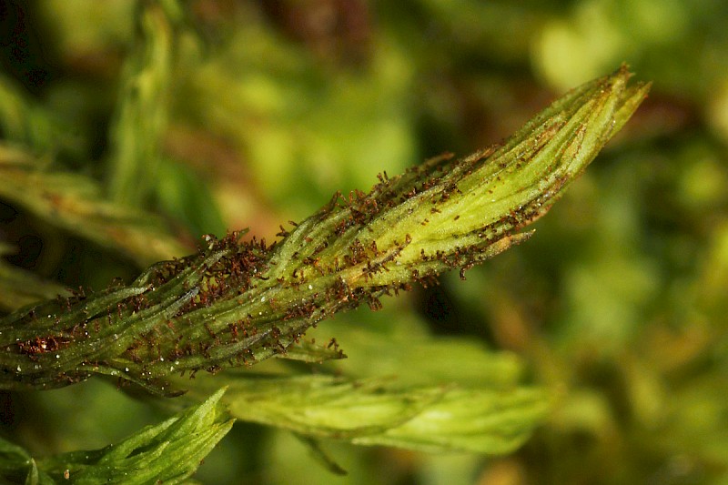 Pulvigera lyellii - © Barry Stewart