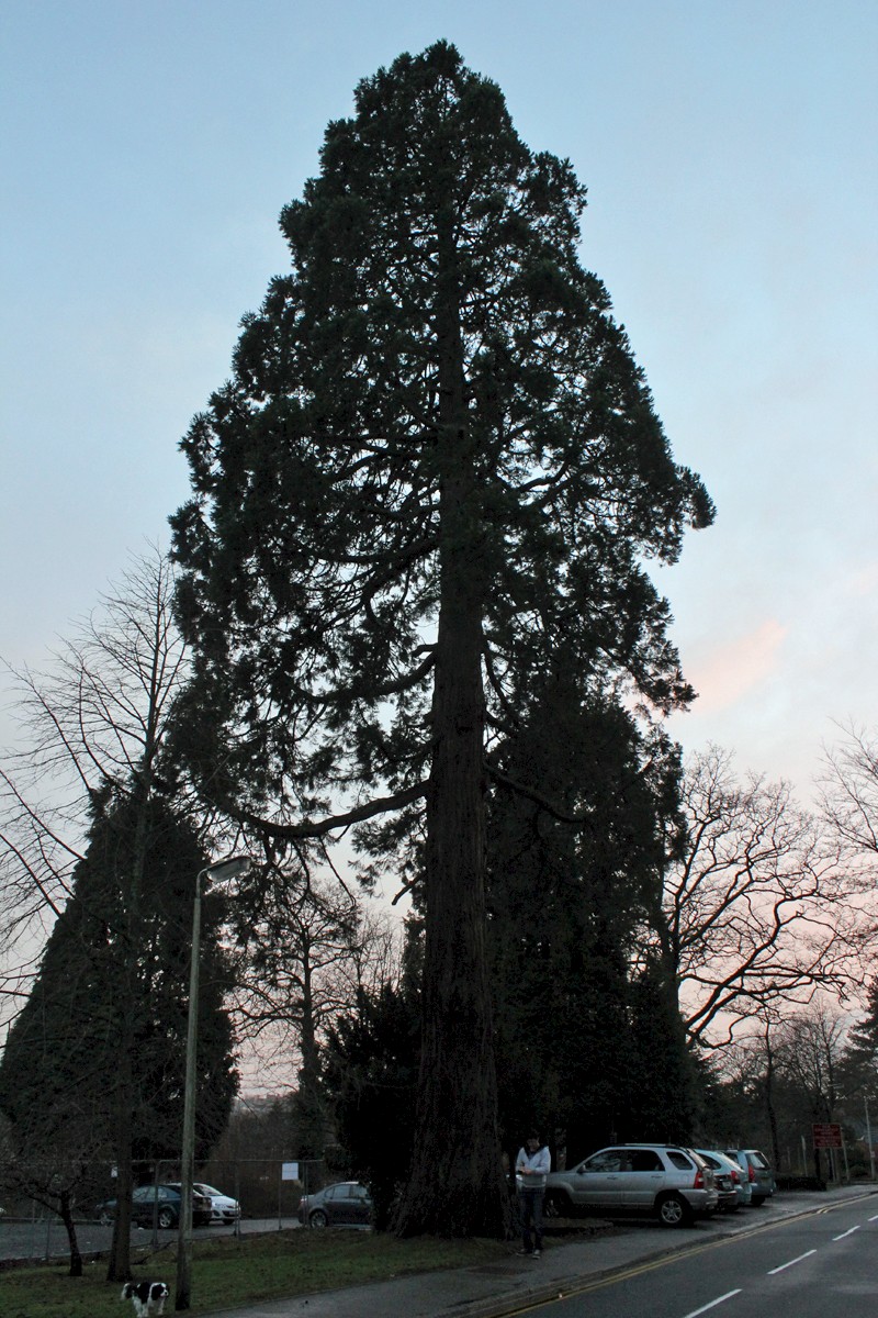 Sequoiadendron giganteum - © Barry Stewart