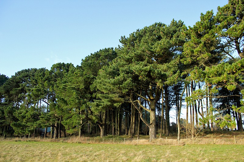 Pinus radiata - © Barry Stewart