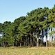 Pinus radiata