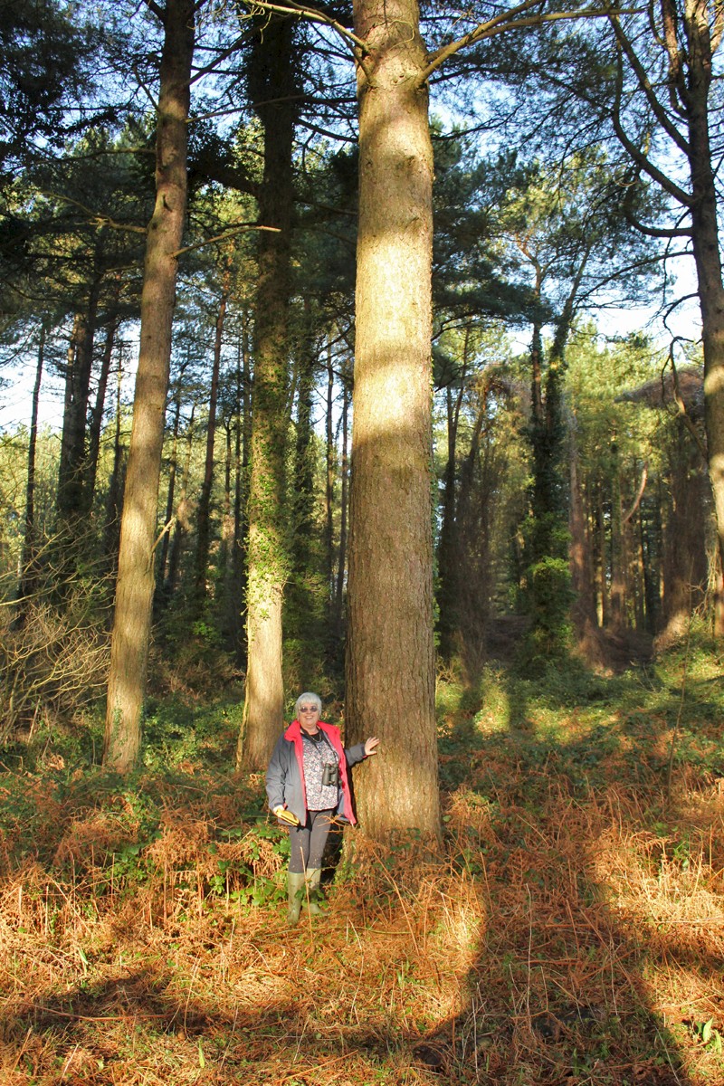 Pinus nigra subsp. laricio - © Barry Stewart