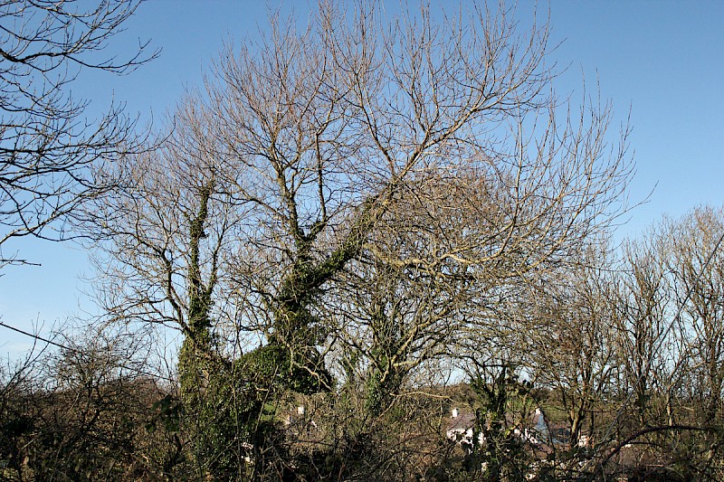 Populus nigra subsp. betulifolia - © Barry Stewart