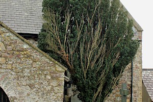 Taxus baccata f. fasciculata Irish Yew