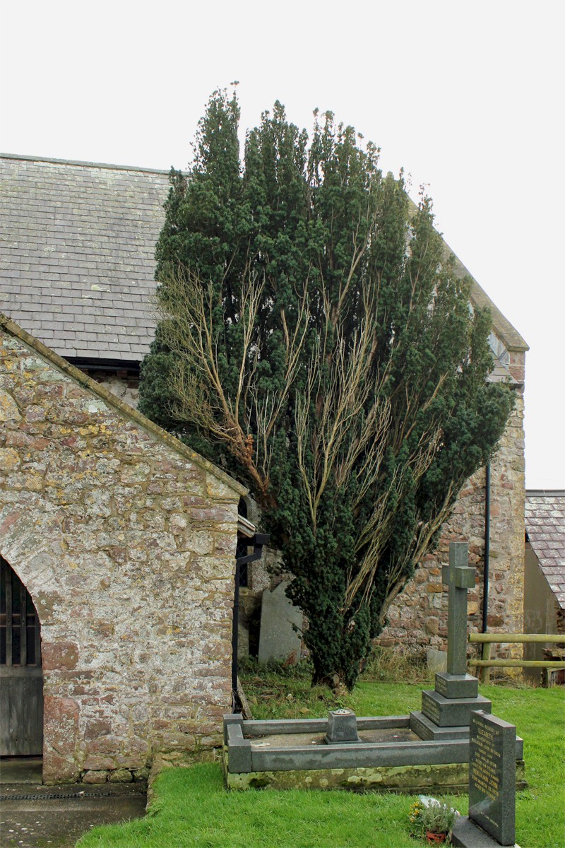 Taxus baccata f. fasciculata - © Barry Stewart