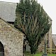 Taxus baccata f. fasciculata