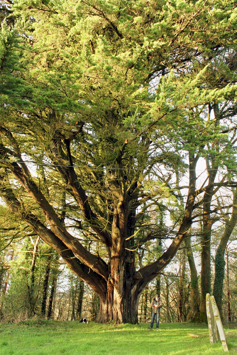 Cupressus macrocarpa - © Barry Stewart