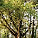 Cupressus macrocarpa