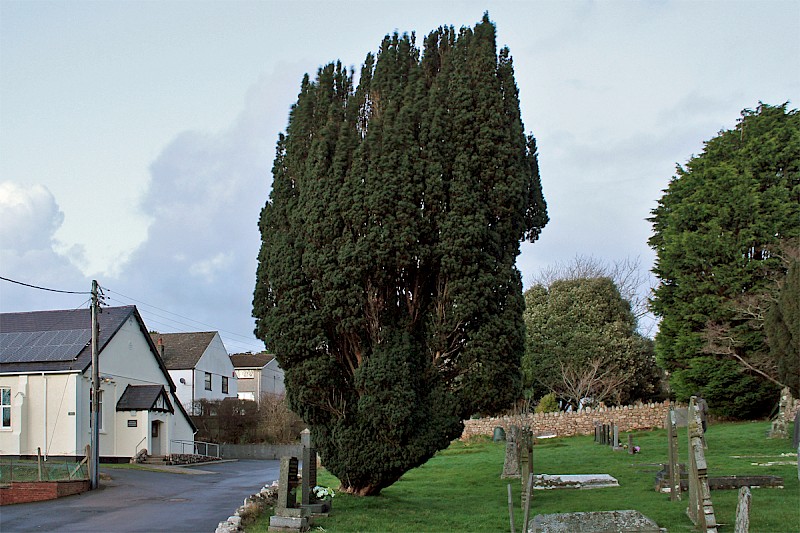 Taxus baccata f. fasciculata - © Barry Stewart