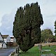 Taxus baccata f. fasciculata