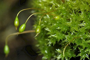 Zygodon conoideus Lesser Yoke-moss