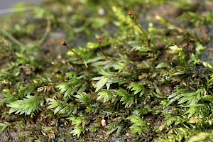 Fissidens pusillus Petty Pocket-moss