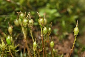 Entosthodon fascicularis Hasselquist's Hyssop