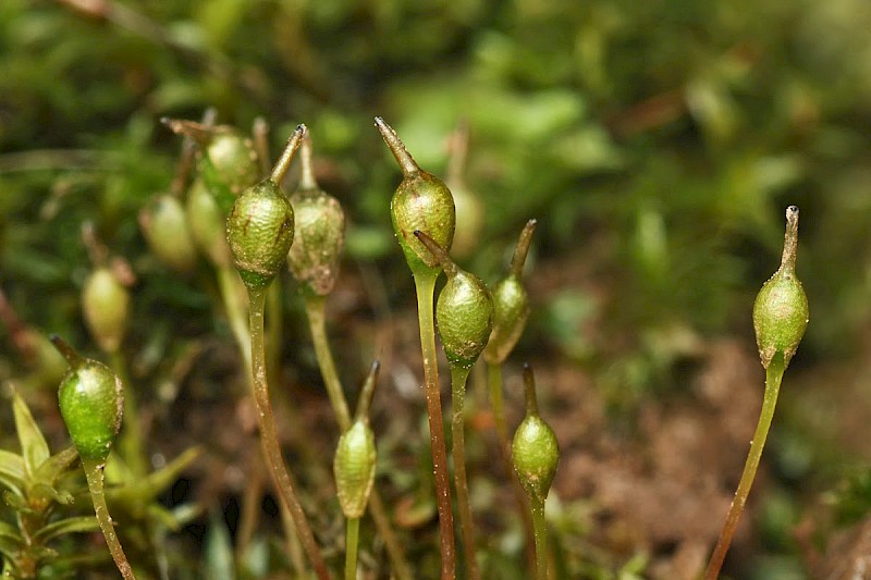 Entosthodon fascicularis - © Barry Stewart