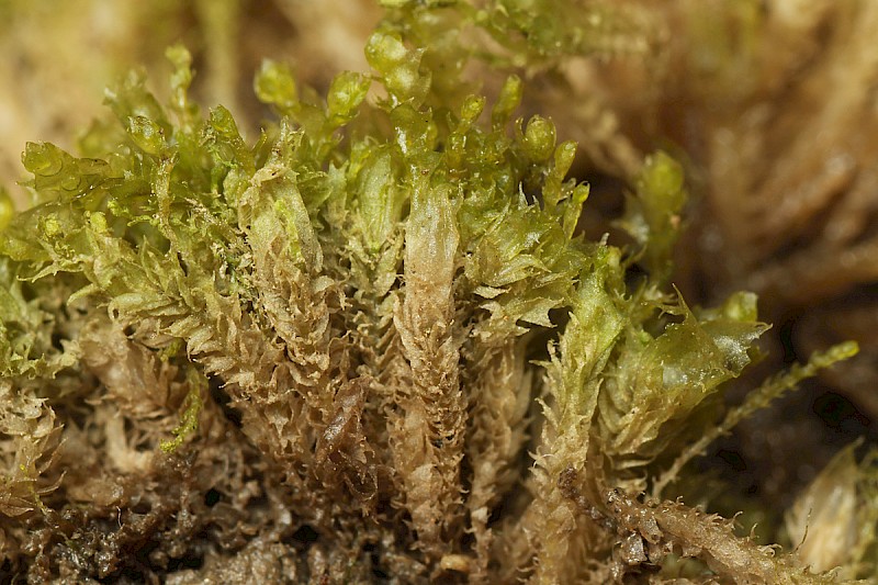 Lophocolea bispinosa - © Barry Stewart